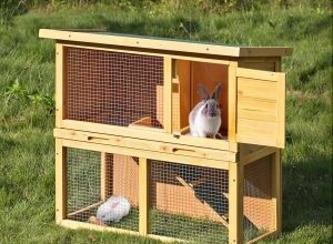 Photo of The 5 Best Cages for Guinea Pigs of 2022