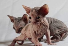 Photo of Egyptian cat breed: characteristics and personality
