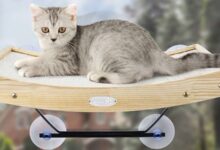 Photo of The 9 Best Hammocks for Cats of 2022