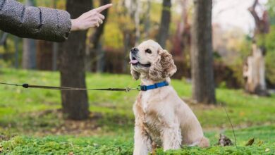 Photo of 5 reasons why you need a dog trainer