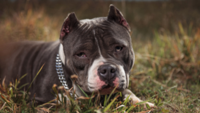 Photo of Complete guide on the American Bully dog