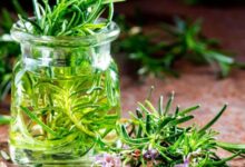 Photo of Learn how to prepare rosemary alcohol at home