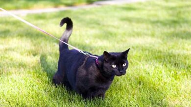 Photo of The 9 Best Cat Harnesses of 2022