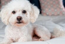 Photo of How is a Bichon Maltese?