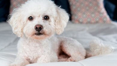 Photo of How is a Bichon Maltese?