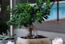 Photo of The best bonsai