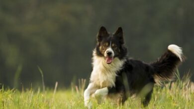 Photo of Dog Breed: Border Collie