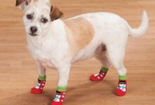Photo of The 9 Best Socks for Dogs of 2022