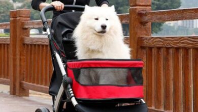 Photo of The 9 Best Dog Strollers of 2022