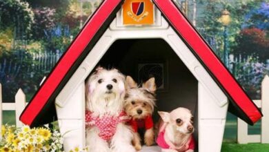 Photo of The best dog kennels