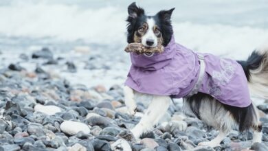 Photo of The 9 Best Dog Raincoats of 2022