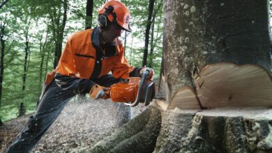 Photo of how to cut a tree with a chainsaw