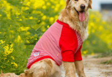 Photo of The best clothes for dogs