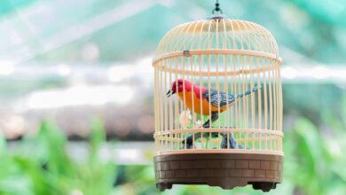Photo of best bird cages