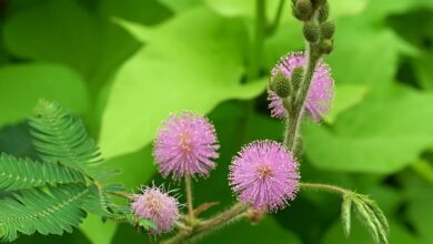 Photo of Mimosa pudica