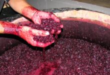 Photo of carbonica maceration