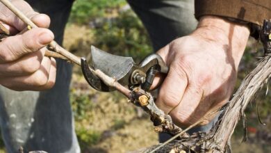 Photo of Pruning the vine