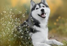 Photo of Complete Guide to the Siberian Husky