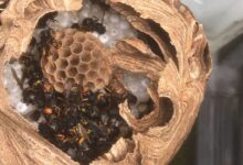 Photo of Asian wasps and how to protect themselves from them by unbroiding a farm