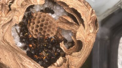 Photo of Asian wasps and how to protect themselves from them by unbroiding a farm