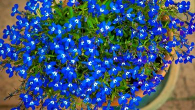 Photo of Blue flowers