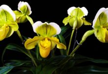 Photo of Types of orchids