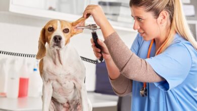 Photo of The most common dog diseases