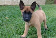 Photo of Information about the Belgian Shepherd dog breed