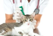 Photo of The 8 Best Pipettes for Cats of 2022