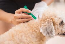 Photo of The 8 Best Pipettes for Dogs of 2022
