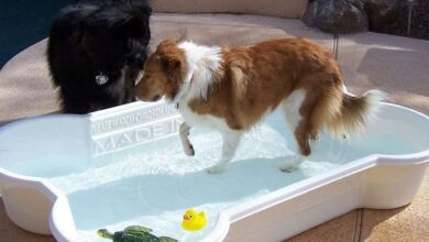 Photo of The 8 Best Dog Pools of 2022