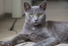 Photo of All about the Russian blue cat