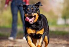 Photo of Everything you need to know about the rottweiler