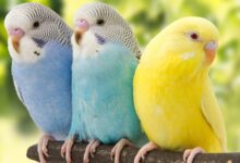 Photo of all about parakeet