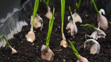 Photo of Sowing garlic