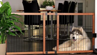Photo of The 8 Best Dog Fences of 2022