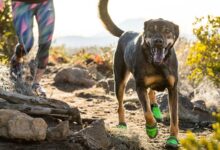 Photo of The 9 Best Shoes for Dogs of 2022