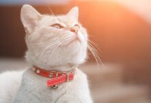 Photo of The 8 Best Cat Collars of 2022