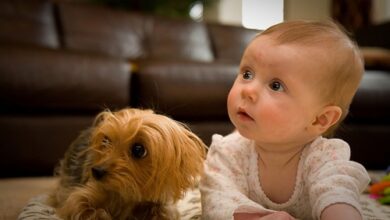 Photo of 5 tips so that your baby and your dog can live in perfect harmony