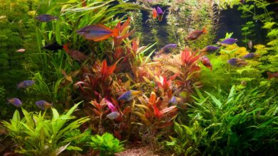 Photo of Create the right ecosystem in the aquarium according to the fish species