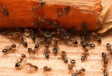 Photo of Termite treatment