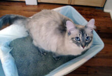 Photo of 4 tips to get your cat to use the litter box again