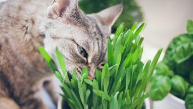 Photo of The 8 Best Catnip Weeds of 2022