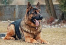Photo of all about the german shepherd