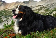 Photo of The Bernese Mountain Dog and its characteristics