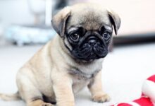Photo of Characteristics and temperament of the Pug