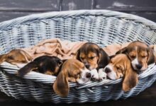 Photo of All about the Beagle dog breed