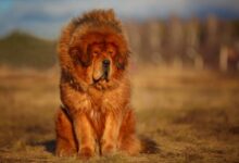Photo of All about the Tibetan Mastiff breed
