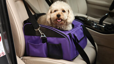 Photo of The best carriers for dogs